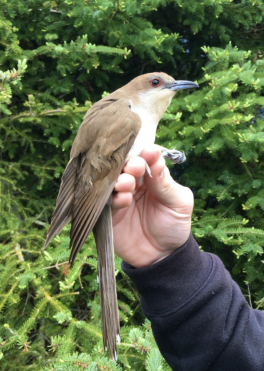 Black-billed Cuckoo - ML620395125