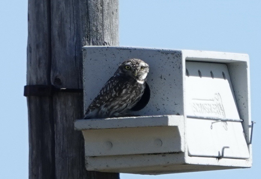 Little Owl - Dave Ebbitt