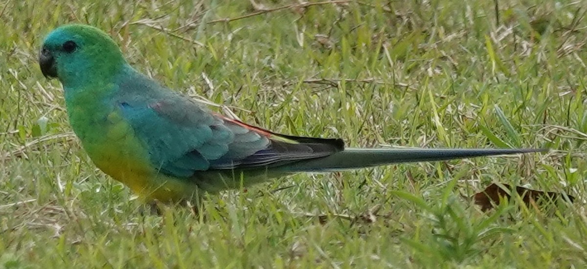 Red-rumped Parrot - ML620395133