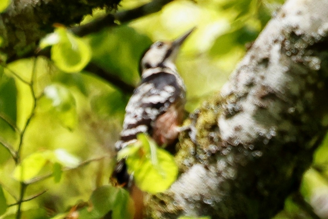 White-backed Woodpecker - ML620395142