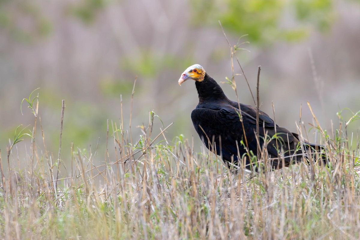Lesser Yellow-headed Vulture - ML620395146