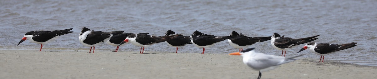 Black Skimmer - ML620395147