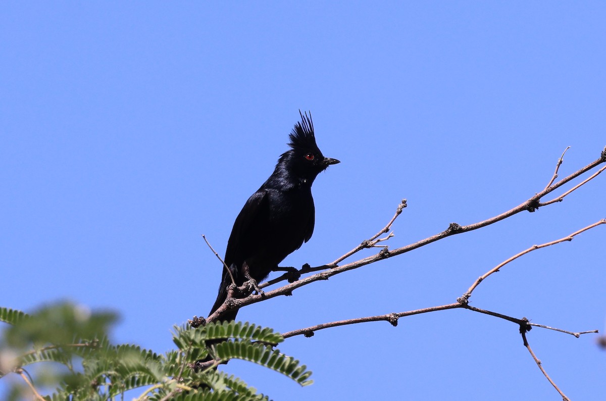 Capulinero Negro - ML620395149