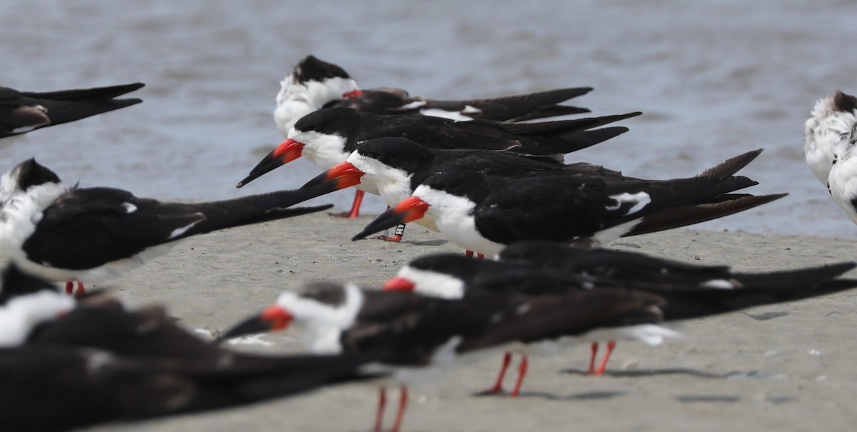 Black Skimmer - ML620395150