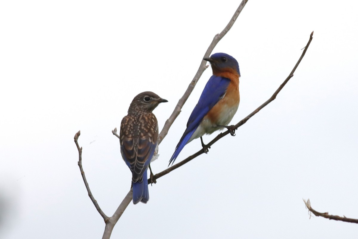 Eastern Bluebird - ML620395156