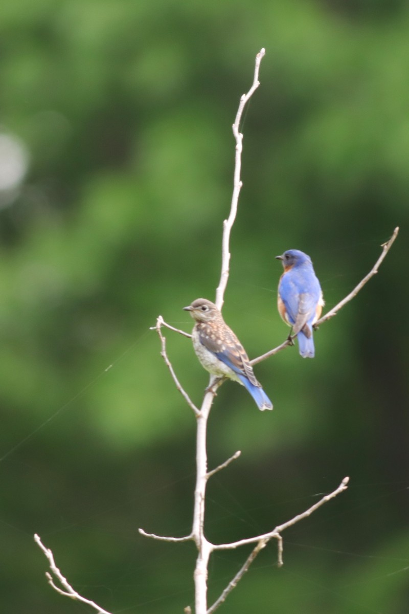 Eastern Bluebird - Margaret Viens