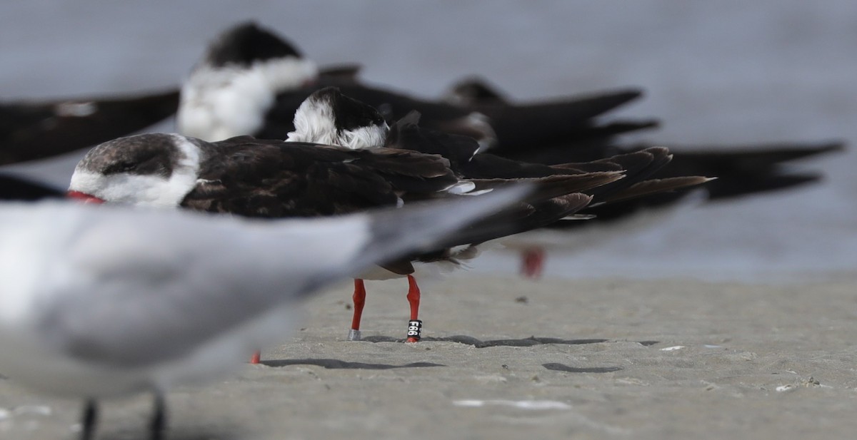 Black Skimmer - ML620395163