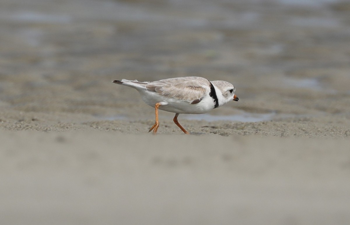 Piping Plover - ML620395176