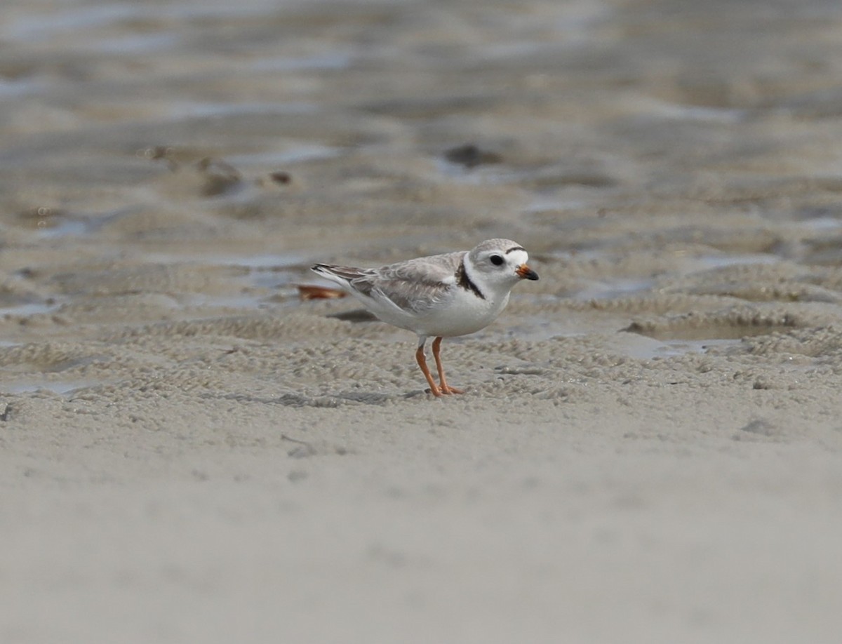 Piping Plover - ML620395178