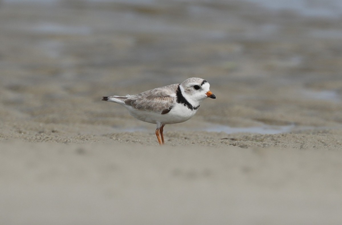 Piping Plover - ML620395179