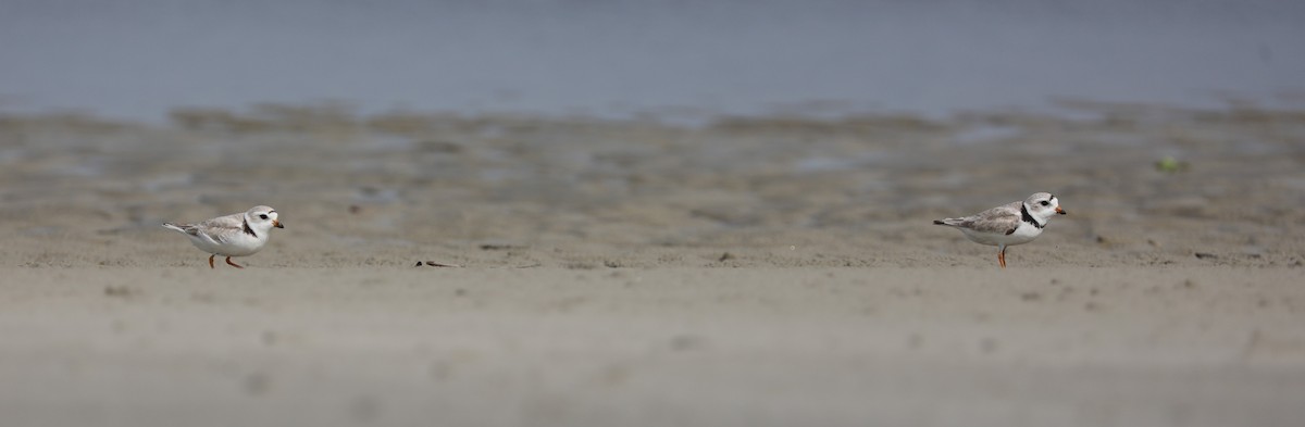 Piping Plover - ML620395181