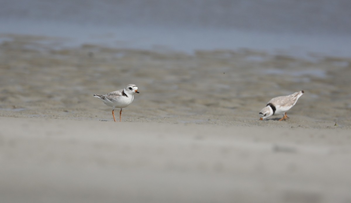 Piping Plover - ML620395183