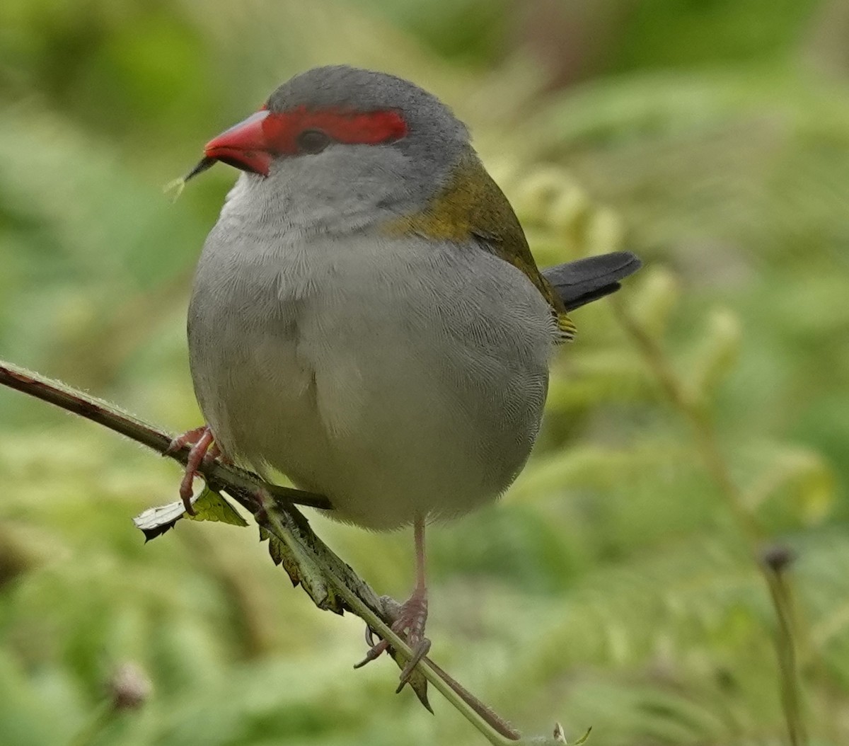 Red-browed Firetail - ML620395184