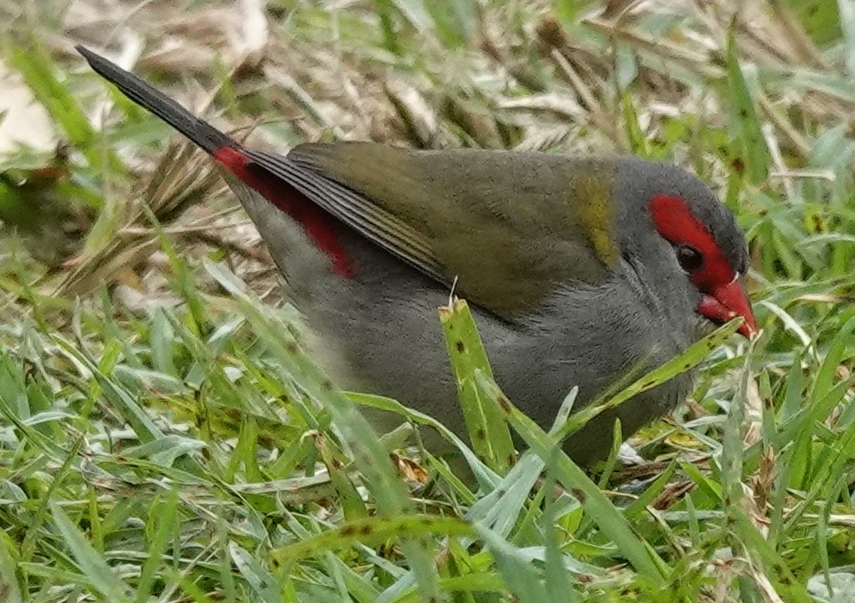 Red-browed Firetail - ML620395185