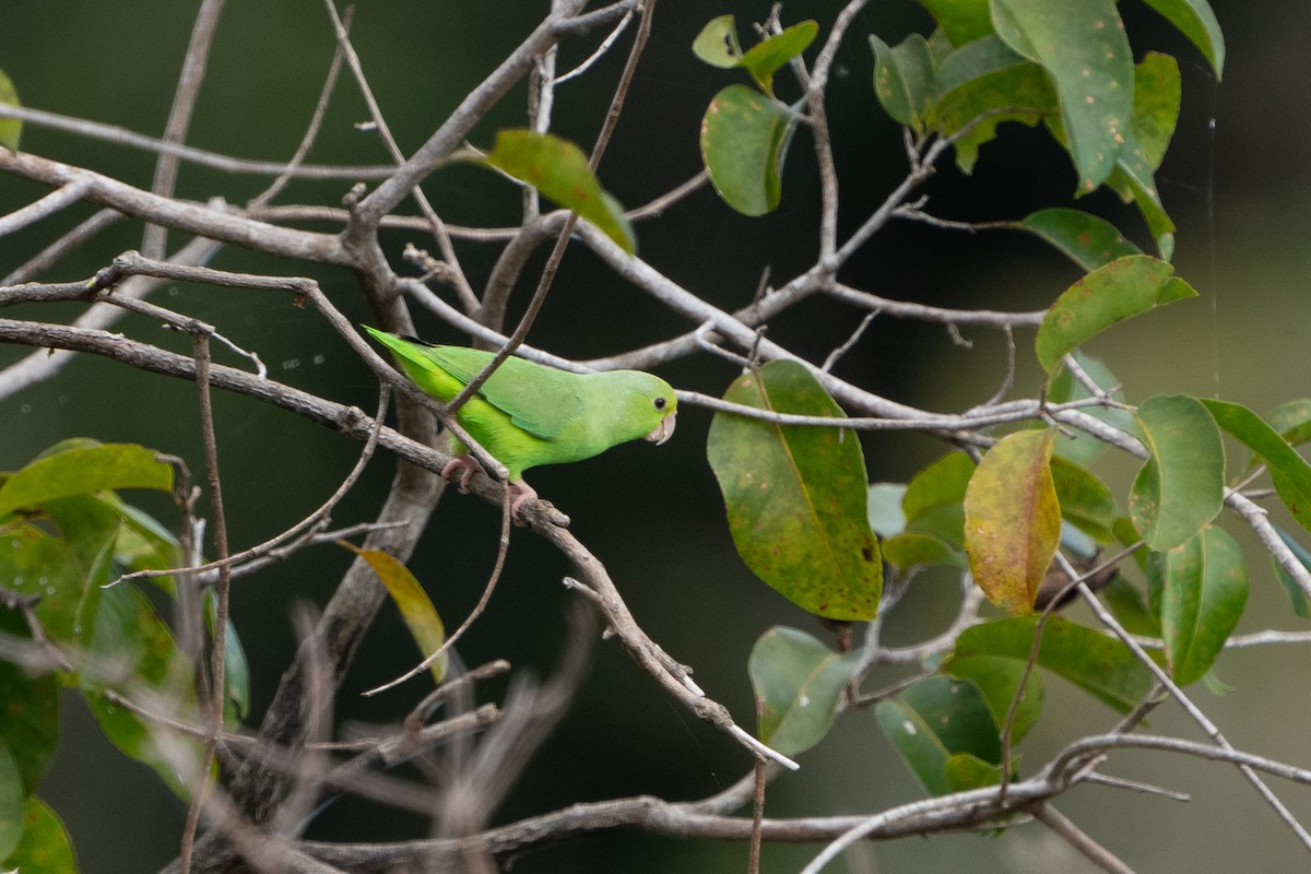 Green-rumped Parrotlet - ML620395186