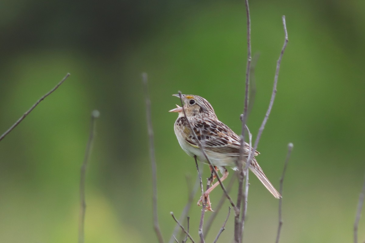 Grasshopper Sparrow - ML620395195