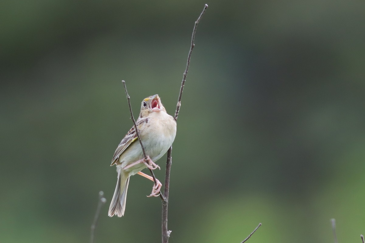 Grasshopper Sparrow - ML620395198