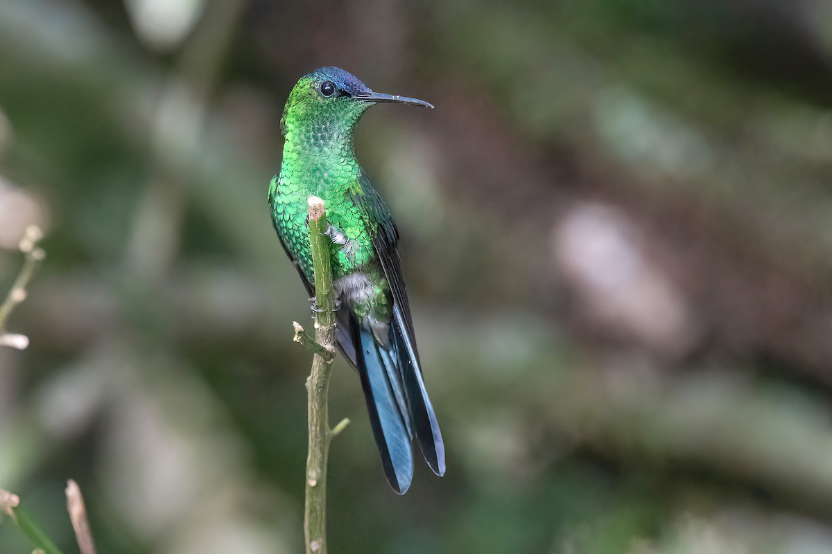 kolibřík fialovotemenný - ML620395205
