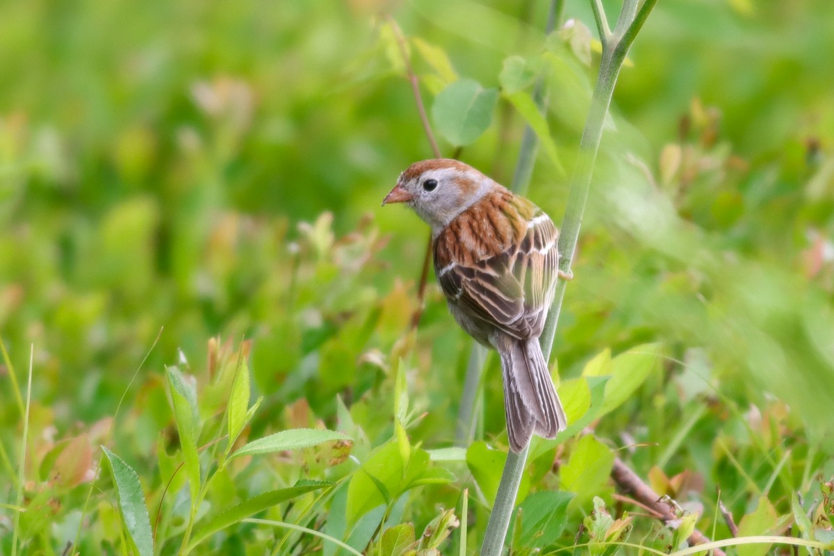 Field Sparrow - ML620395213