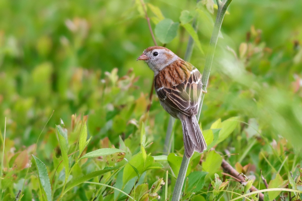 Field Sparrow - ML620395214