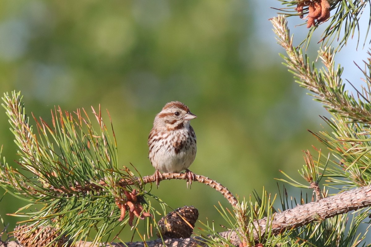 Song Sparrow - ML620395234