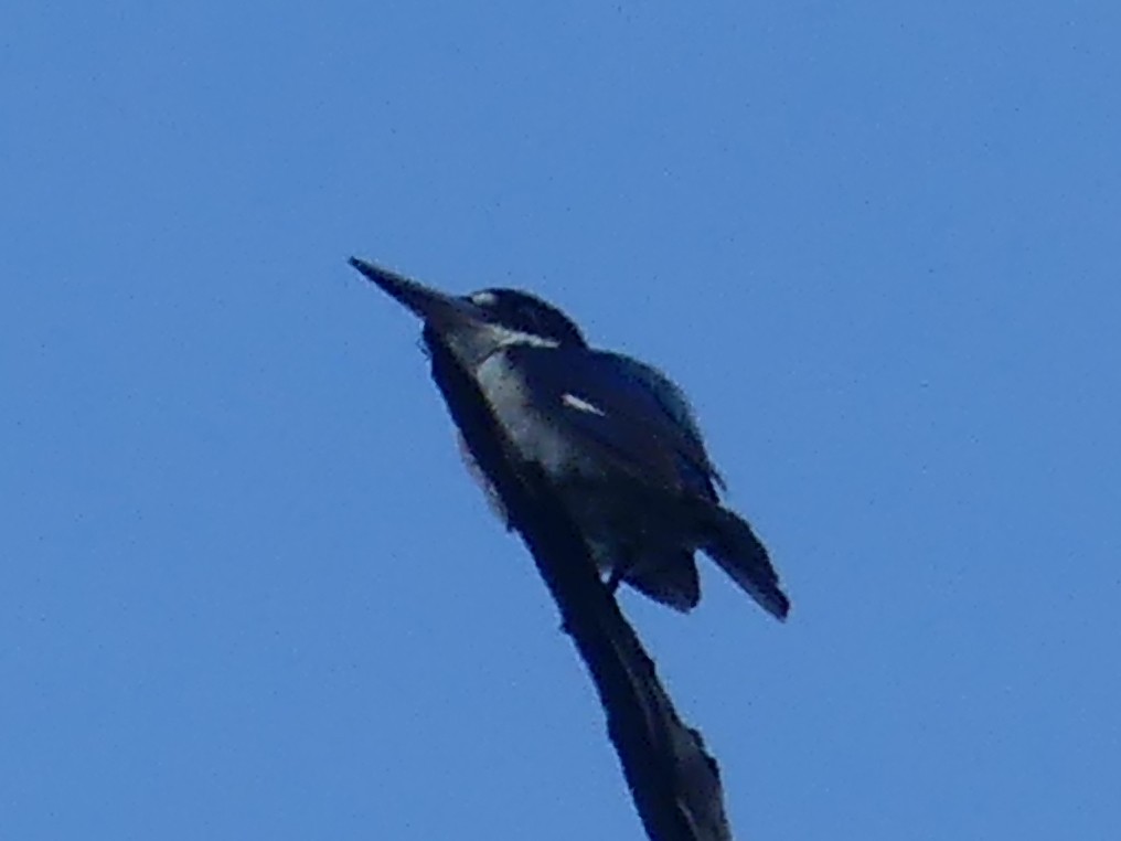 Forest Kingfisher - ML620395238