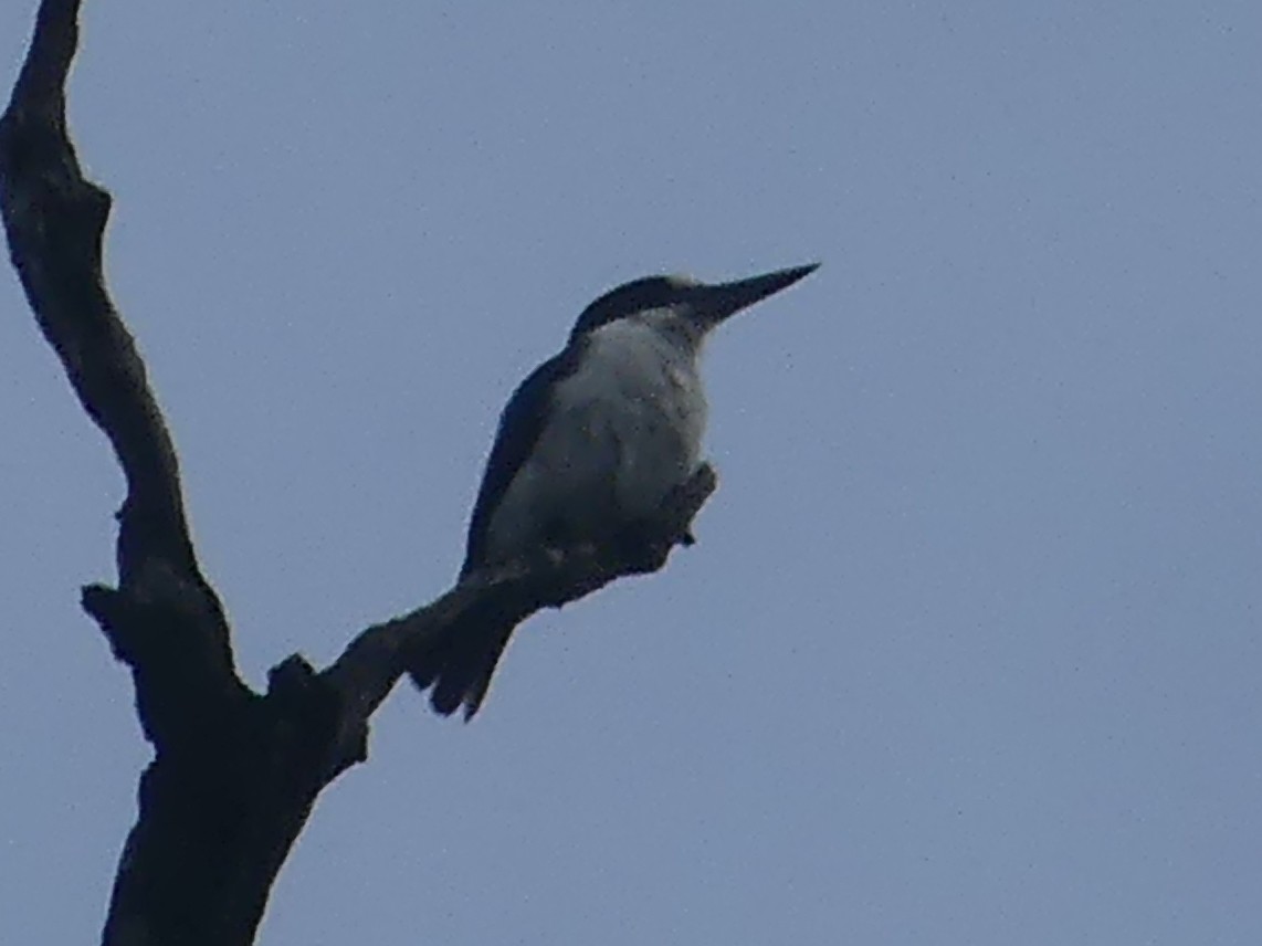Forest Kingfisher - ML620395239
