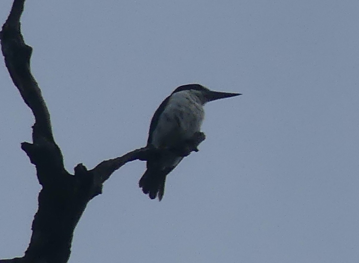 Forest Kingfisher - ML620395240