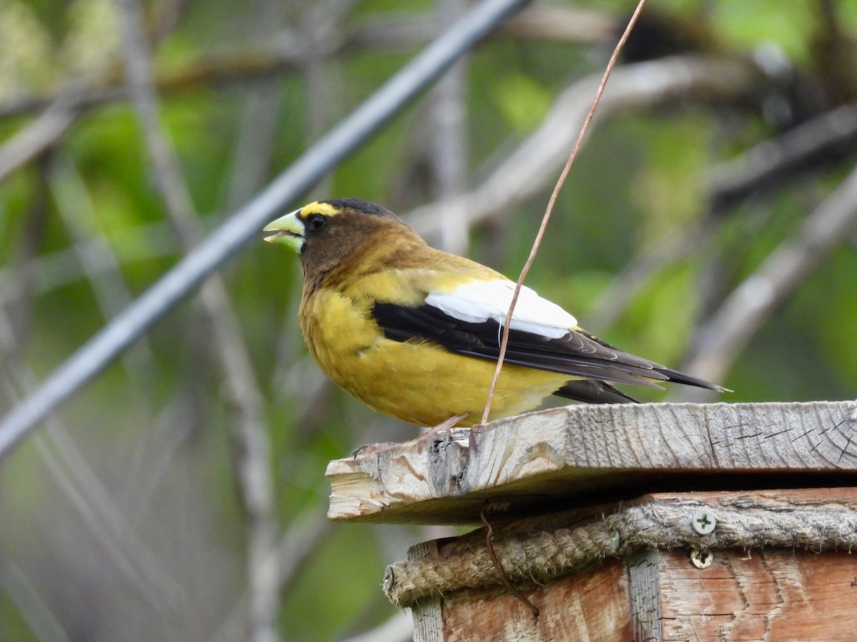 Evening Grosbeak - ML620395241