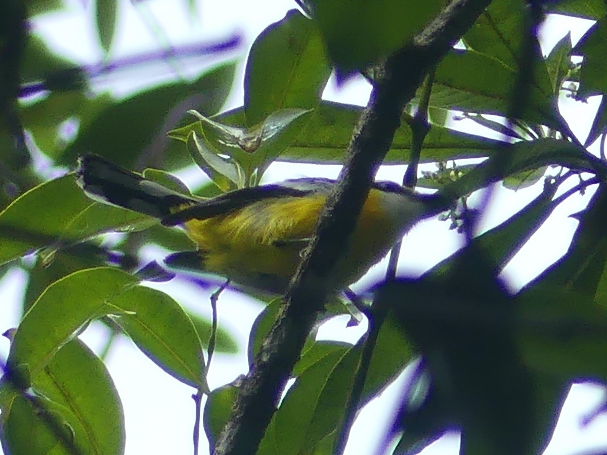 Yellow-breasted Boatbill - ML620395250