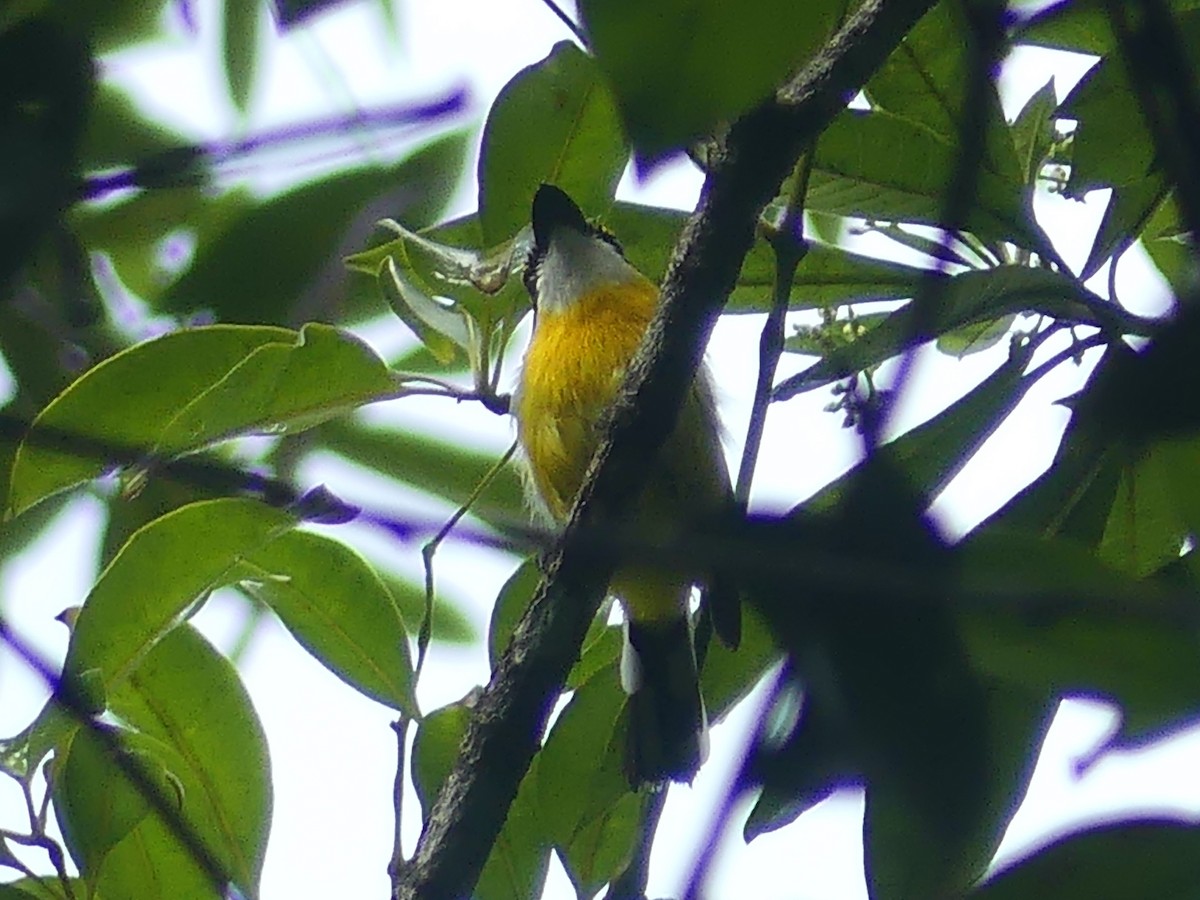 Yellow-breasted Boatbill - ML620395251