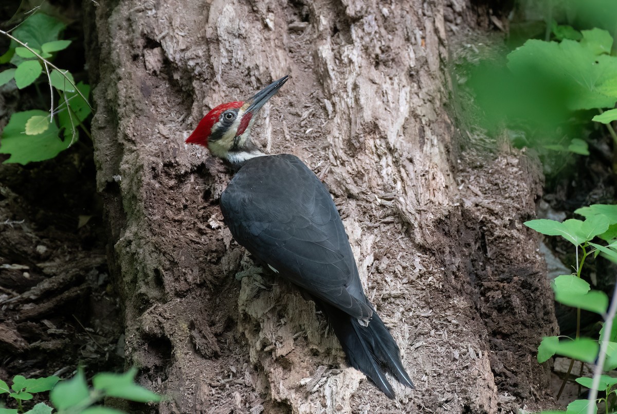 Pileated Woodpecker - ML620395255