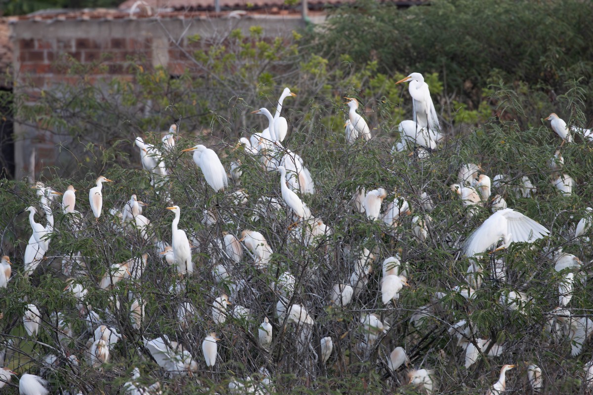 Египетская цапля (ibis) - ML620395267