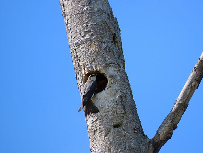 Tree Swallow - ML620395268