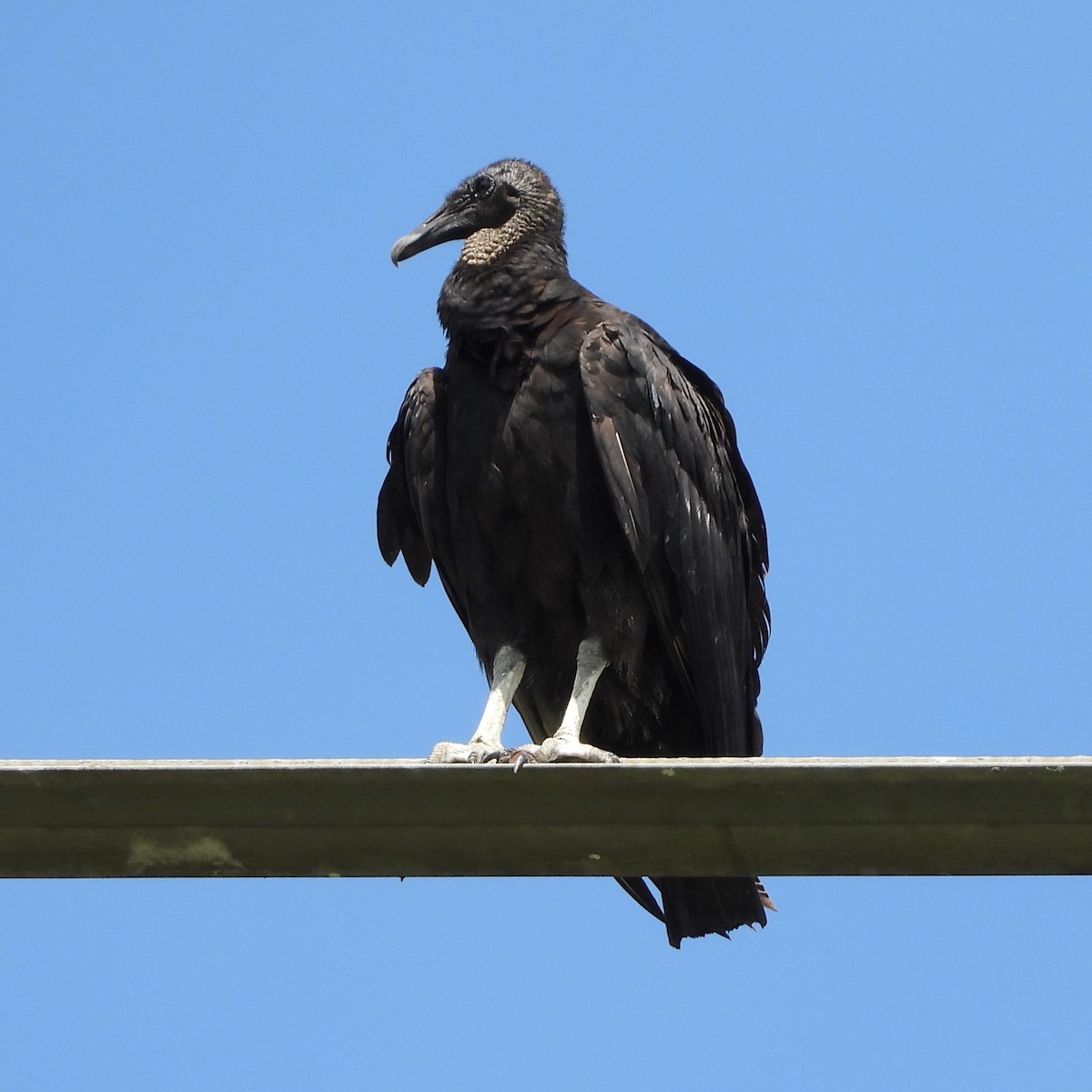 Black Vulture - ML620395269