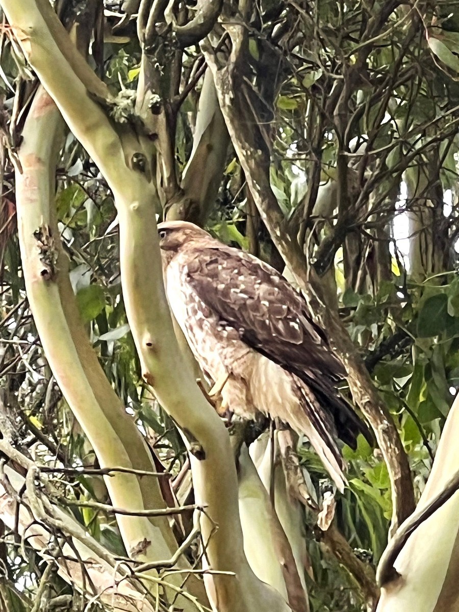 Red-tailed Hawk - ML620395270