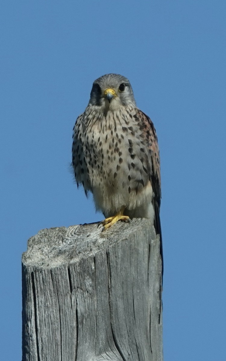 Eurasian Kestrel - ML620395271