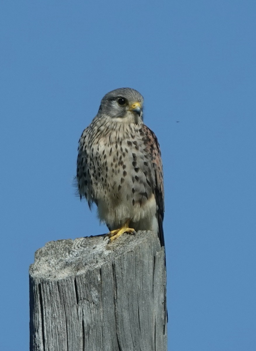 Eurasian Kestrel - ML620395272