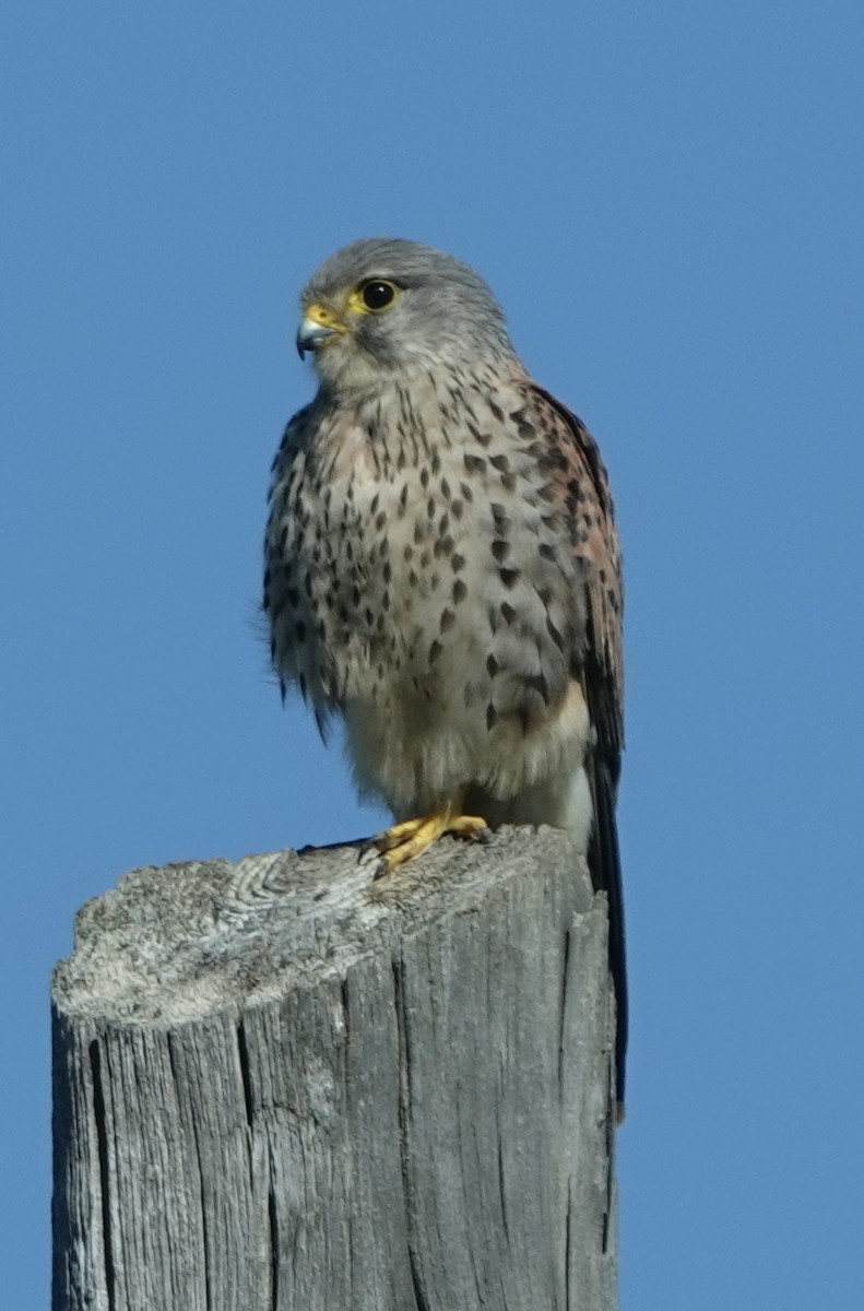 Eurasian Kestrel - ML620395273