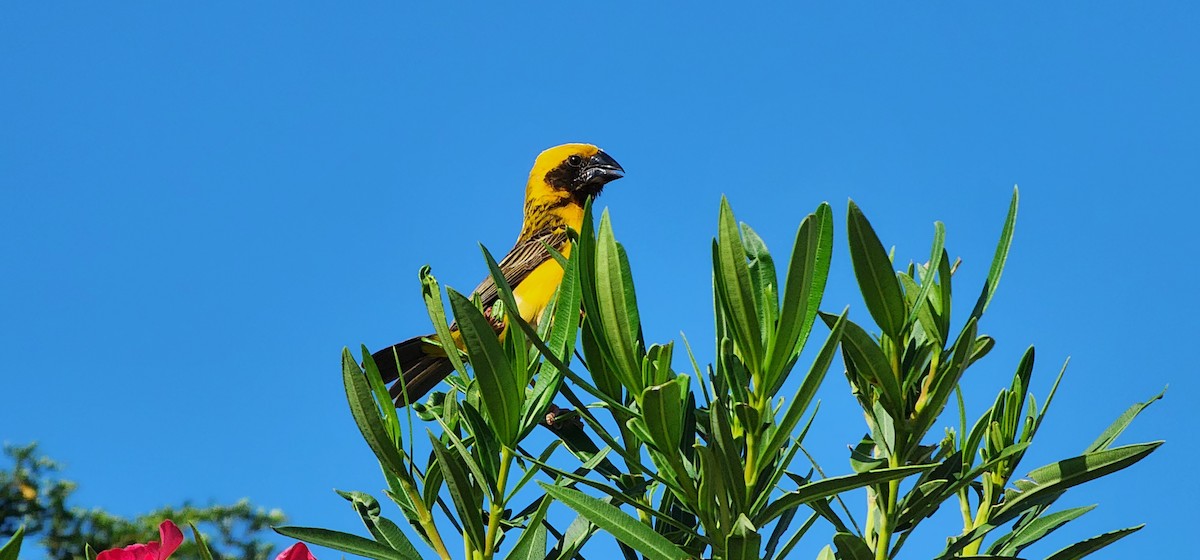 Asian Golden Weaver - ML620395275