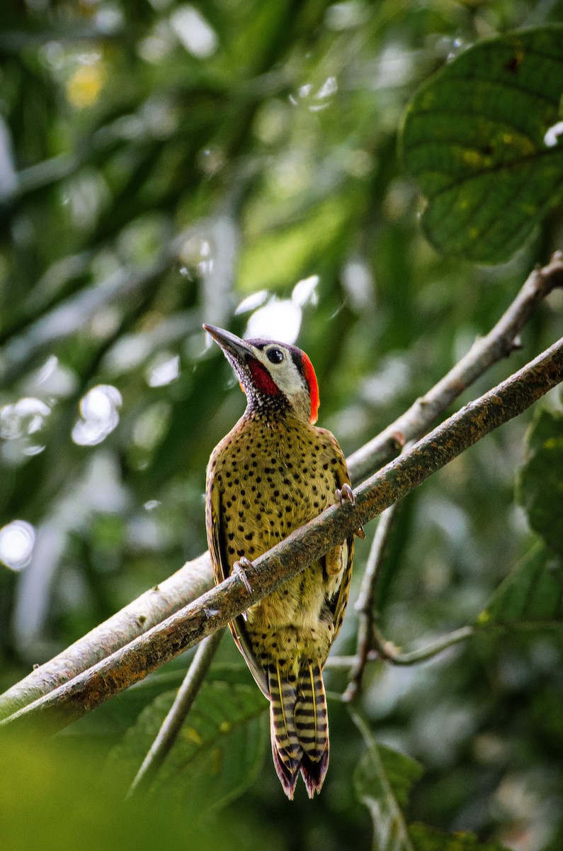 Spot-breasted Woodpecker - ML620395286
