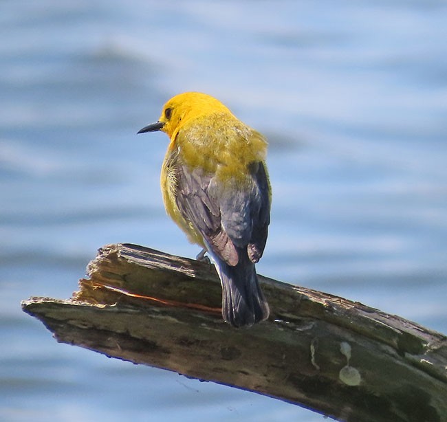 Prothonotary Warbler - ML620395292