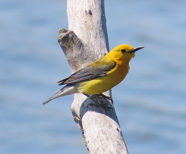 Prothonotary Warbler - ML620395296
