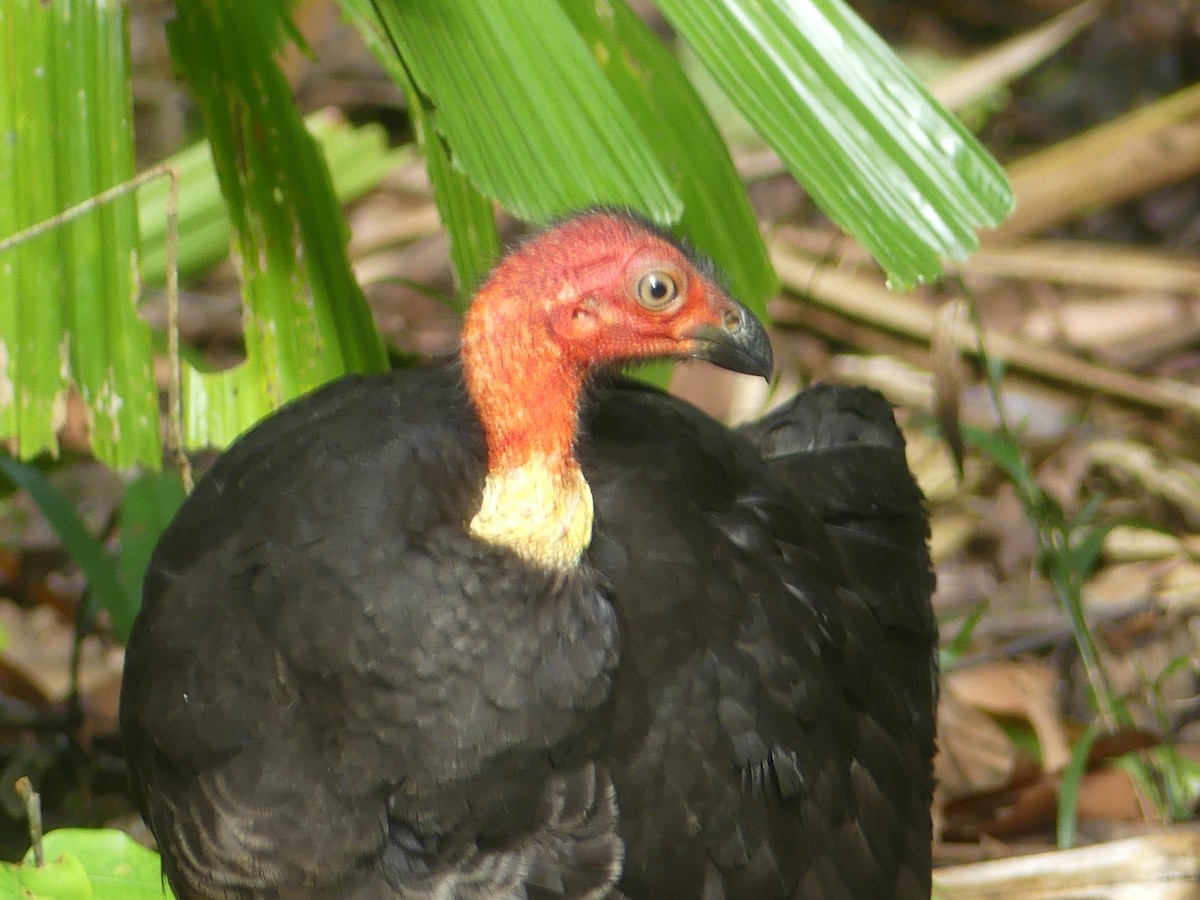 Australian Brushturkey - ML620395297