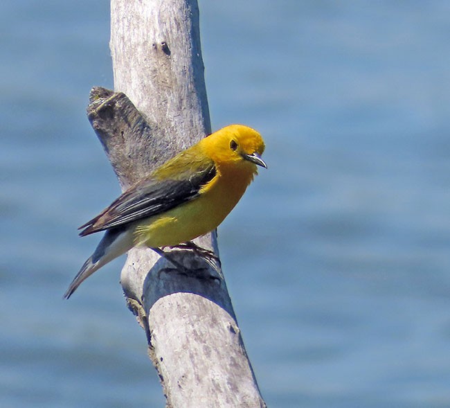 Prothonotary Warbler - ML620395307