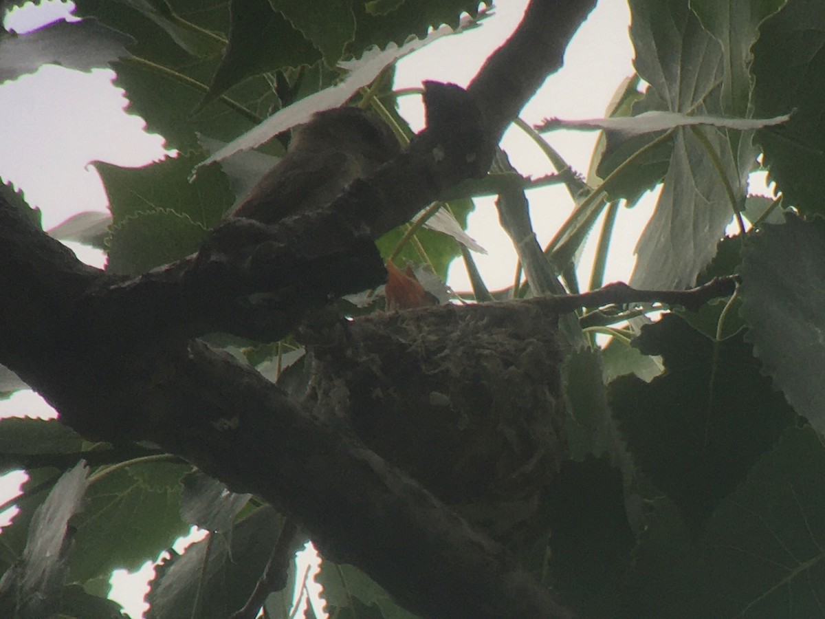 Warbling Vireo - ML620395314