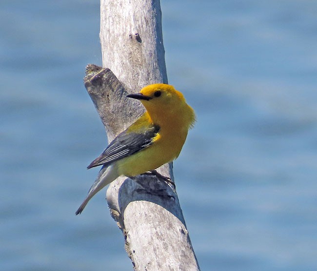 Prothonotary Warbler - ML620395317