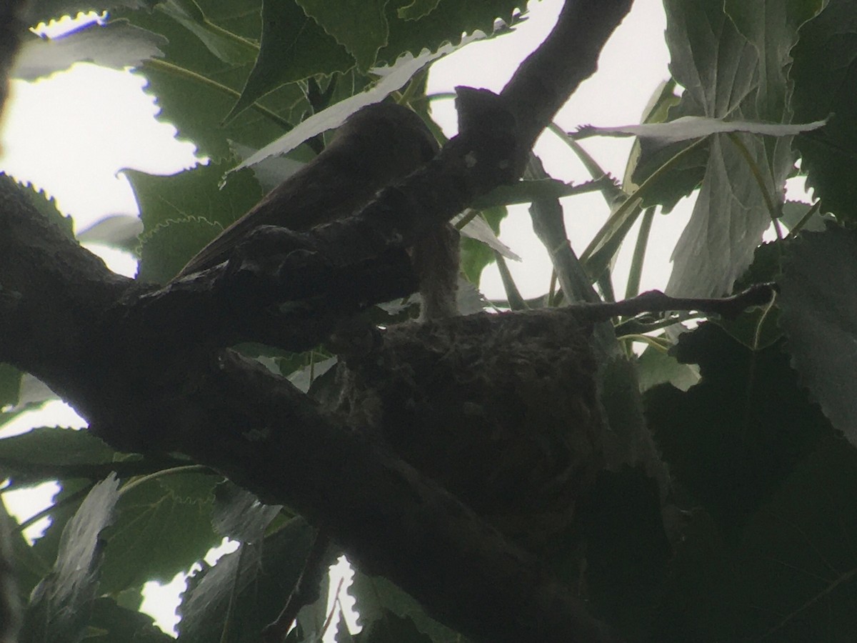 Warbling Vireo - ML620395318