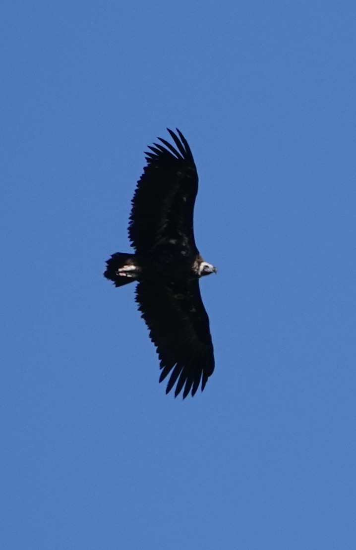 Cinereous Vulture - ML620395323