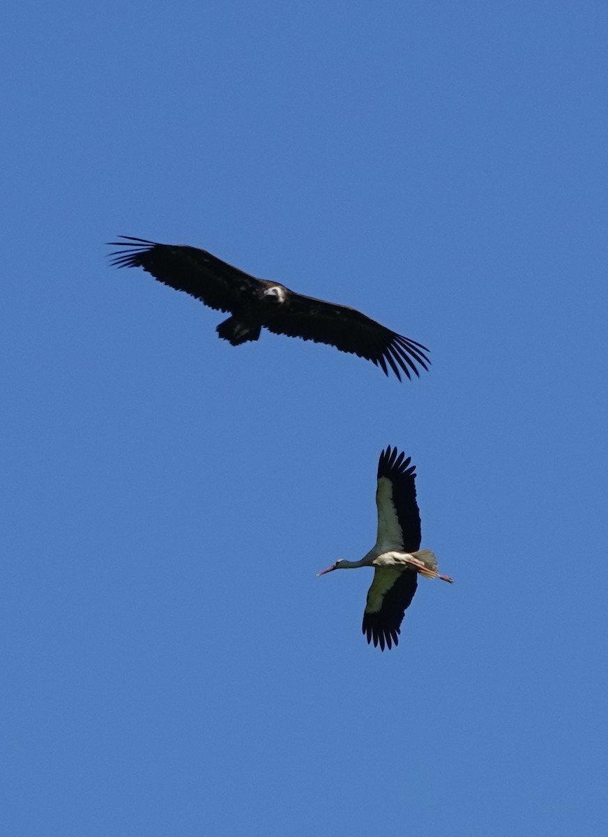 Cinereous Vulture - ML620395326